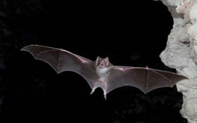 Vampire Bats and — Biomimetics?