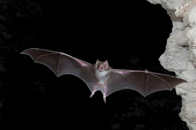 Vampire Bats and — Biomimetics?